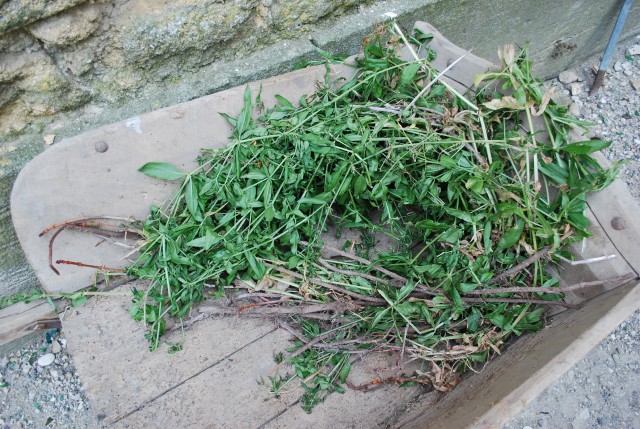 170 ans althen des Paluds 2015__68.jpg