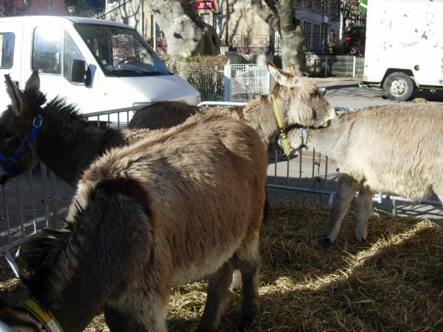 Digne les bains 2014__08.jpg