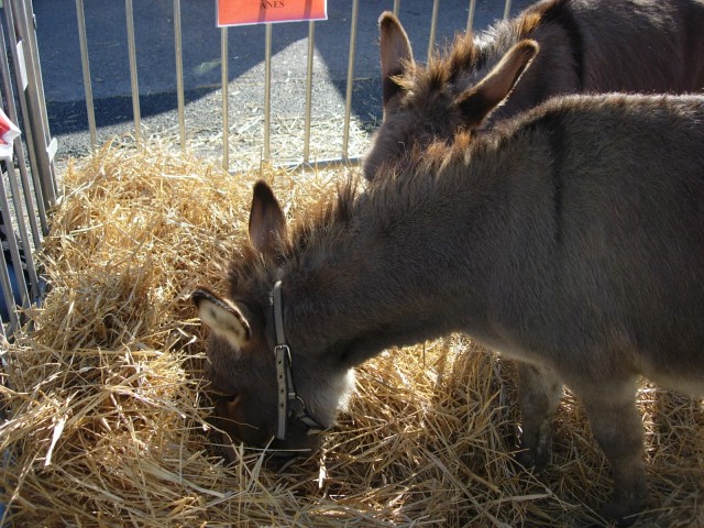 Digne les bains 2014__18.jpg
