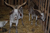 foire_santons_2015__05.jpg foire_santons_2015__05.jpg