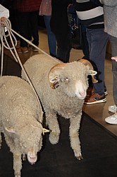 IMG_6811.jpg IMG_6811.jpg