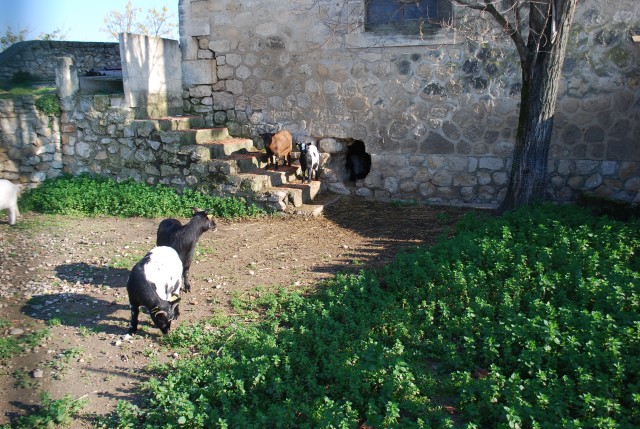 Le vieux mas 2016.jpg