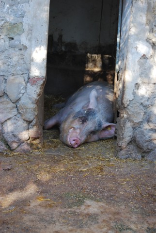 Le vieux mas 2016_06.jpg