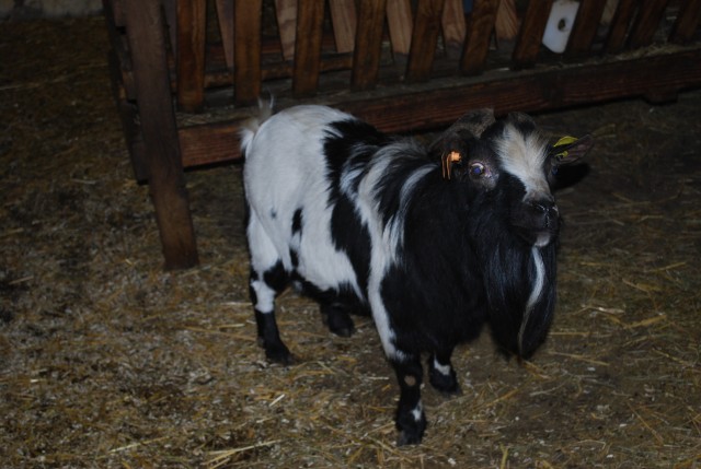 Le vieux mas 2016_08.jpg