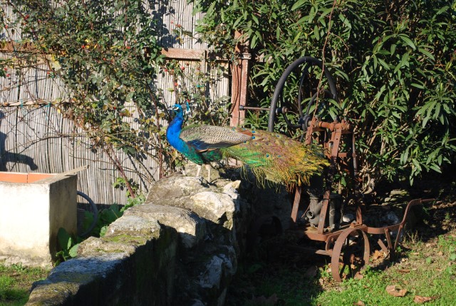 Le vieux mas 2016_20.jpg