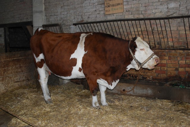 Le vieux mas 2016_28.jpg