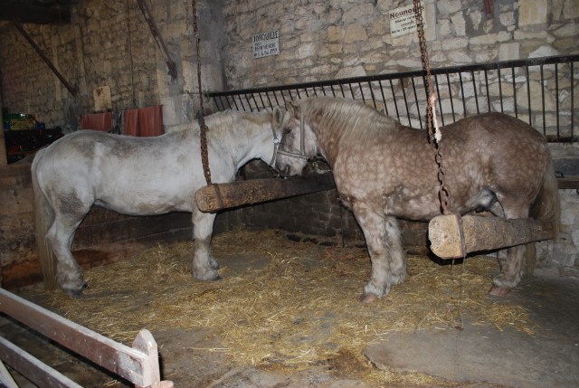 Le vieux mas 2016_29.jpg